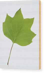 Attēlu rezultāti vaicājumam “Liriodendron tulipifera”