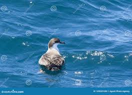 Image result for Puffinus gravis