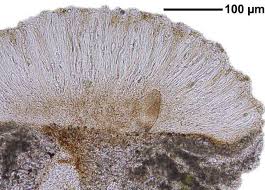 Attēlu rezultāti vaicājumam “Trapelia coarctata”