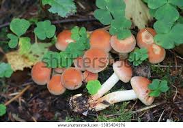 Attēlu rezultāti vaicājumam “Hypholoma lateritium”