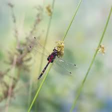 Attēlu rezultāti vaicājumam “Leucorrhinia dubia male”