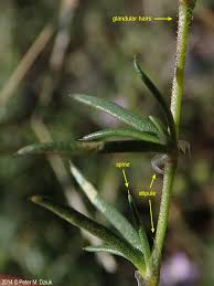 Attēlu rezultāti vaicājumam “Spergularia rubra leaf”