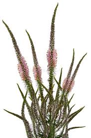 Attēlu rezultāti vaicājumam “Veronica longifolia bud”