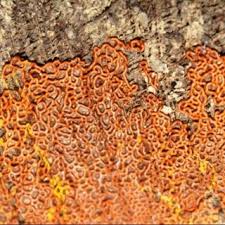 Attēlu rezultāti vaicājumam “Didymium serpula”