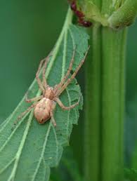 Image result for crab spider