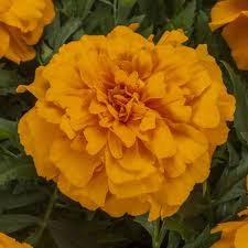 Image result for Tagetes patula