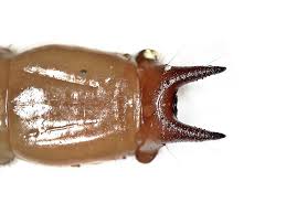 Attēlu rezultāti vaicājumam “Pyrochroidae larva”