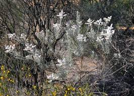 Attēlu rezultāti vaicājumam “Lophozia laxa macro”