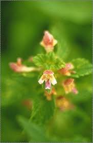 Attēlu rezultāti vaicājumam “Galeopsis bifida”