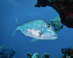 Image result for Lutjanus analis