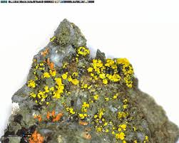 Attēlu rezultāti vaicājumam “Candelariella sp.”