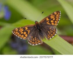 Attēlu rezultāti vaicājumam “Hamearis lucina”