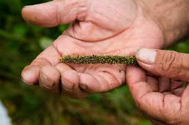 Attēlu rezultāti vaicājumam “Setaria viridis fruit”
