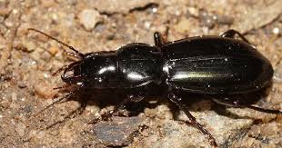 Attēlu rezultāti vaicājumam “Poecilus lepidus”