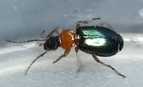 Attēlu rezultāti vaicājumam “Lebia chlorocephala”