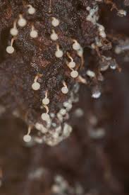 Attēlu rezultāti vaicājumam “Physarum diderma spores”