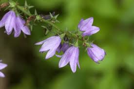 Attēlu rezultāti vaicājumam “Campanula bononiensis”
