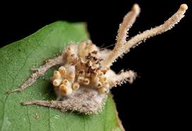 Attēlu rezultāti vaicājumam “Cordyceps polyarthra”