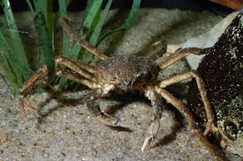 Image result for Hyas araneus