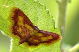 Attēlu rezultāti vaicājumam “Idaea muricata”