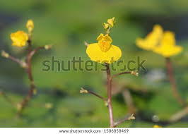 Attēlu rezultāti vaicājumam “Utricularia vulgaris flower”