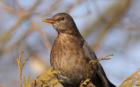 Attēlu rezultāti vaicājumam “Turdus merula”