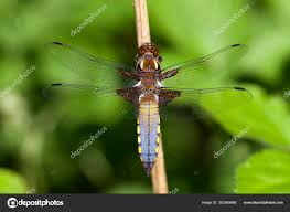 Attēlu rezultāti vaicājumam “Libellula depressa male”