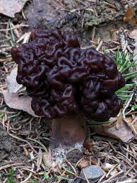Attēlu rezultāti vaicājumam “Gyromitra esculenta”