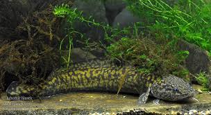 Image result for Lota lota