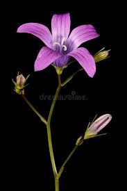 Attēlu rezultāti vaicājumam “Campanula patula fruit”