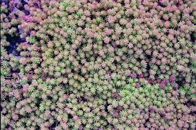 Attēlu rezultāti vaicājumam “Sedum hispanicum”