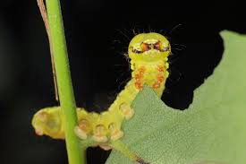 Attēlu rezultāti vaicājumam “Ptilodon capucina larva”