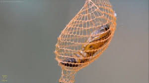 Attēlu rezultāti vaicājumam “Phylloneta cocoon”
