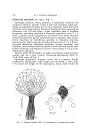 Attēlu rezultāti vaicājumam “Cribraria martinii spores”