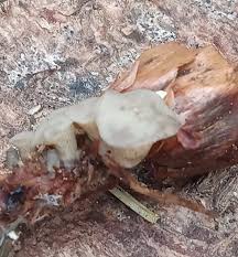 Attēlu rezultāti vaicājumam “Cudoniella clavus”