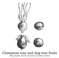 Attēlu rezultāti vaicājumam “Rosa majalis fruit”