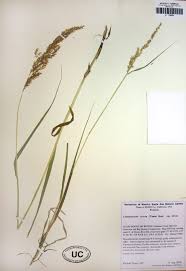 Attēlu rezultāti vaicājumam “Calamagrostis stricta”