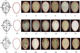 Attēlu rezultāti vaicājumam “Tetrastes bonasia eggs”