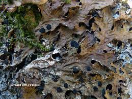 Attēlu rezultāti vaicājumam “Plectocarpon lichenum”