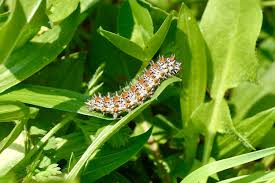Attēlu rezultāti vaicājumam “Melitaea didyma underside”