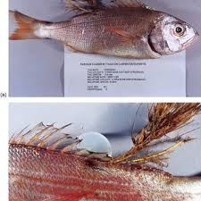 Image result for Polysteganus undulosus