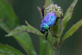 Attēlu rezultāti vaicājumam “Hoplia parvula”