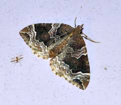 Attēlu rezultāti vaicājumam “Agonopterix hypericella imago”