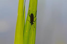 Attēlu rezultāti vaicājumam “Donacia clavipes”