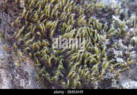 Attēlu rezultāti vaicājumam “Racomitrium heterostichum”