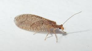 Attēlu rezultāti vaicājumam “Neuroptera”