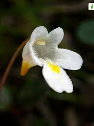 Attēlu rezultāti vaicājumam “Pinguicula alpina flower”