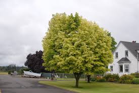 Attēlu rezultāti vaicājumam “Acer negundo”