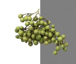 Attēlu rezultāti vaicājumam “Bryonia alba fruit”