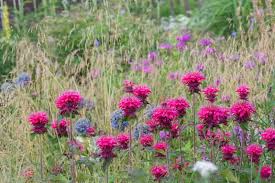 Attēlu rezultāti vaicājumam “Diderma montanum”